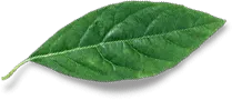 leaf free img